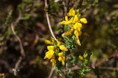 Genista anglica