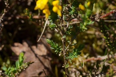 Genista anglica