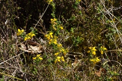 Genista anglica