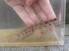 Cryptocentrus sericus