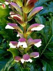 Acanthus mollis