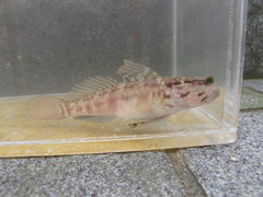 Cryptocentrus sericus