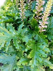 Acanthus mollis