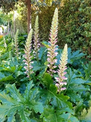 Acanthus mollis