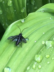 Phymatocera aterrima