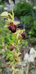 Ophrys mammosa