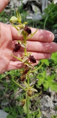 Ophrys mammosa