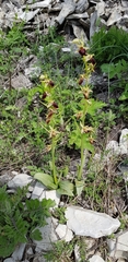 Ophrys mammosa