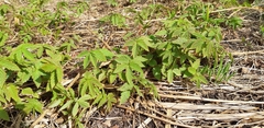 Filipendula ulmaria
