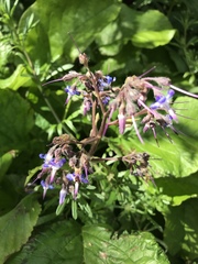 Trachystemon orientalis