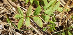 Filipendula ulmaria