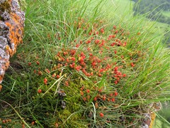 Ephedra monosperma