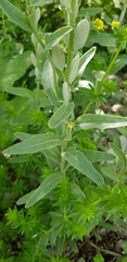 Fibigia eriocarpa