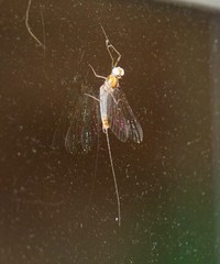 Maccaffertium modestum