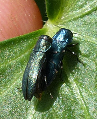 Agrilus cyanescens