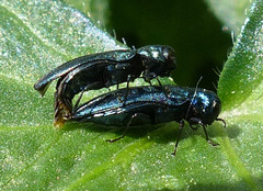 Agrilus cyanescens