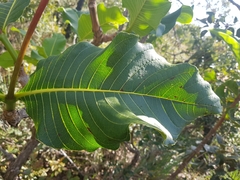 Palicourea rigida