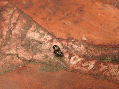 Desmogramma