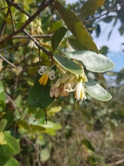 Styrax