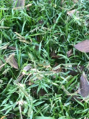 Dactyloctenium australe