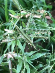 Dactyloctenium australe