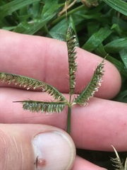 Dactyloctenium australe