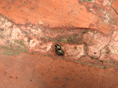 Desmogramma