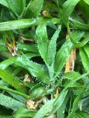 Dactyloctenium australe