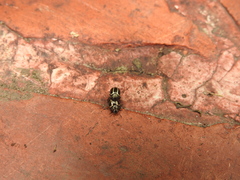 Desmogramma