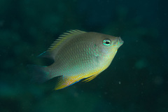 Chrysiptera burtjonesi