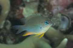 Chrysiptera burtjonesi