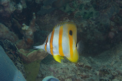 Chelmon rostratus