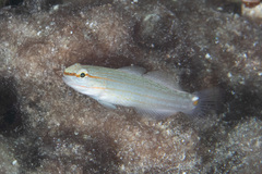 Amblygobius decussatus