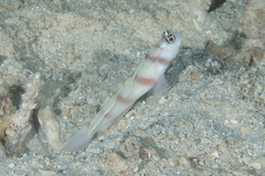 Amblyeleotris steinitzi