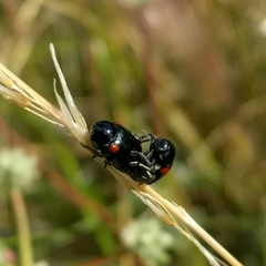 Saxinis saucia