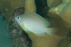 Pomacentrus amboinensis