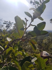 Davilla