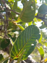 Davilla