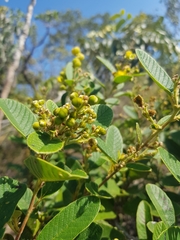 Davilla