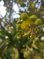 Davilla