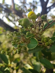Davilla