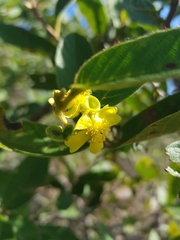 Davilla