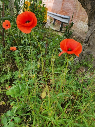 Image of Papaver orientale by no rights reserved