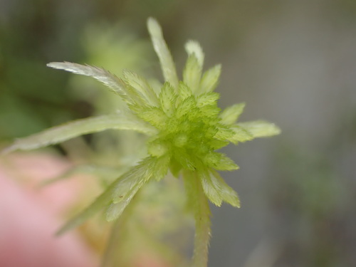 Image of Sphagnum pacificum by no rights reserved