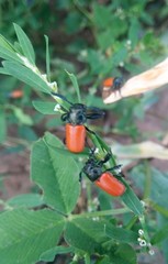 Labidostomis rubripennis
