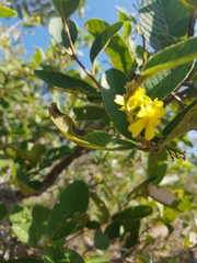 Davilla