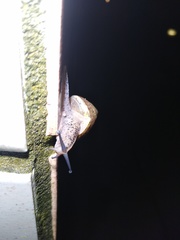 Satsuma sphaeroconus