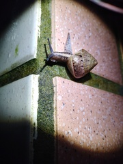 Satsuma sphaeroconus