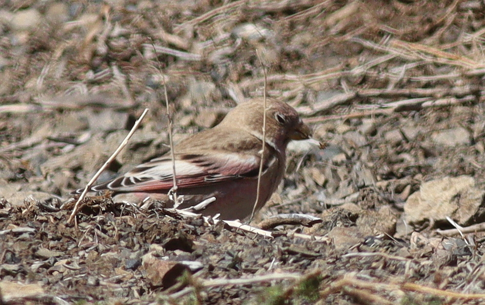 Mongolian Finch (Bucanetes mongolicus), photo 5