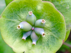 Lonicera caprifolium